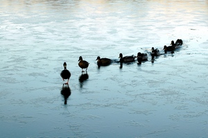 http://www.vietcatholic.net/pics/ducks-in-a-row.jpg