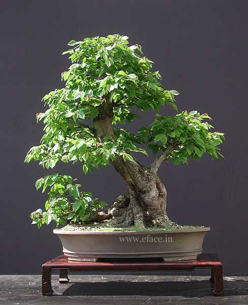 http://thanhlinh.net/sites/default/files/Images/SuuTam/HinhDep/01-bonsai-tree.jpg