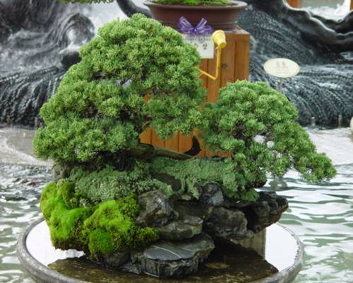 http://enka2.netorage.com:9711/harddisk/user/lyk36/phoflower03/b01.jpg