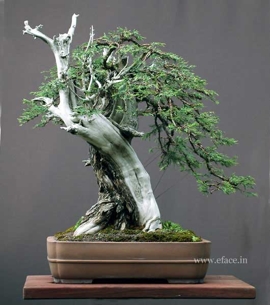 http://thanhlinh.net/sites/default/files/Images/SuuTam/HinhDep/02-bonsai-tree.jpg