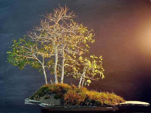 http://enka2.netorage.com:9711/harddisk/user/lyk36/phoflower03/z01-46.jpg