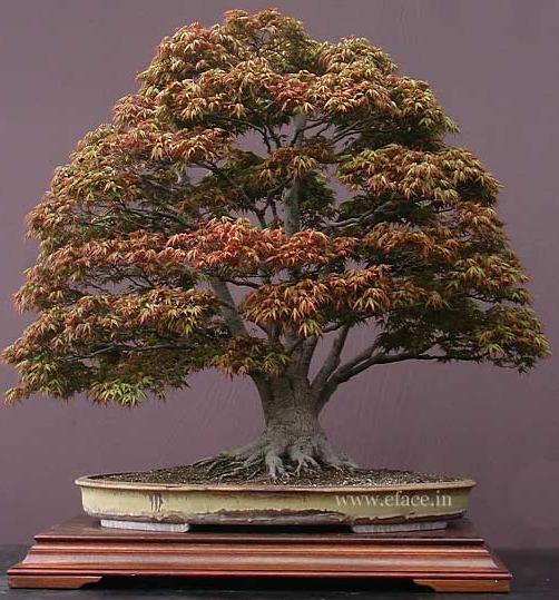 http://thanhlinh.net/sites/default/files/Images/SuuTam/HinhDep/03-bonsai-tree.jpg