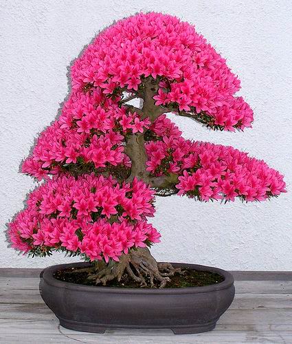 http://i1214.photobucket.com/albums/cc494/duyenvhv2/4.jpg
