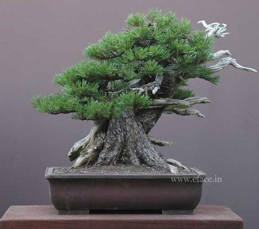 http://thanhlinh.net/sites/default/files/Images/SuuTam/HinhDep/04-bonsai-tree.jpg