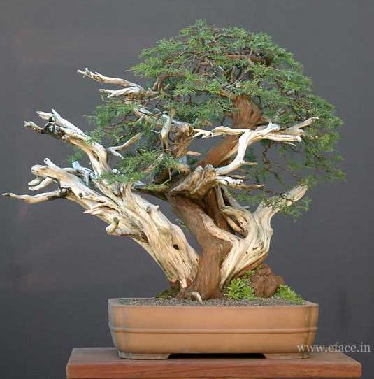 http://thanhlinh.net/sites/default/files/Images/SuuTam/HinhDep/05-bonsai-tree.jpg