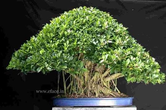 http://thanhlinh.net/sites/default/files/Images/SuuTam/HinhDep/06-bonsai-tree.jpg