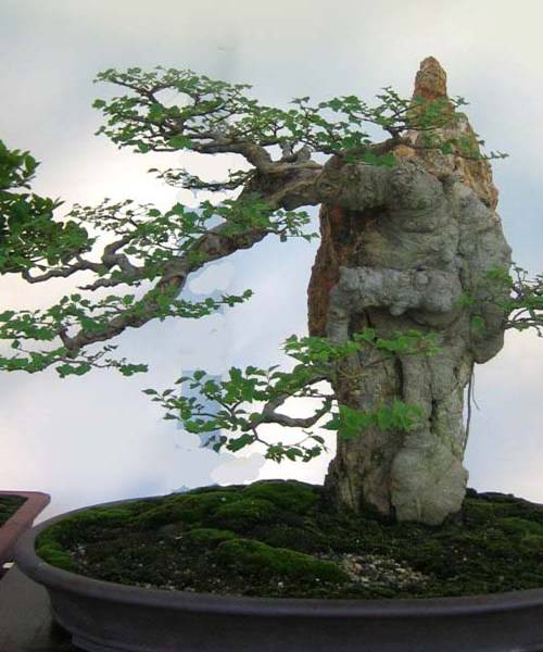 http://enka2.netorage.com:9711/harddisk/user/lyk36/phoflower03/b03.jpg