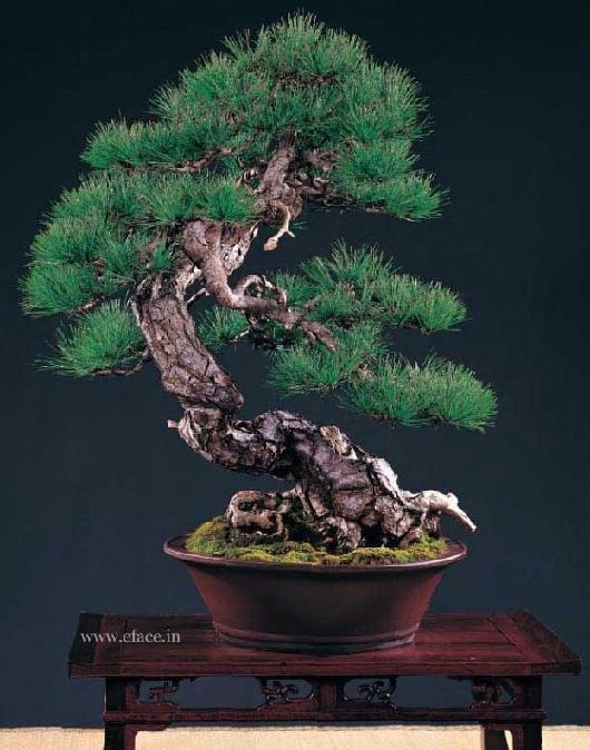 http://thanhlinh.net/sites/default/files/Images/SuuTam/HinhDep/08-bonsai-tree.jpg