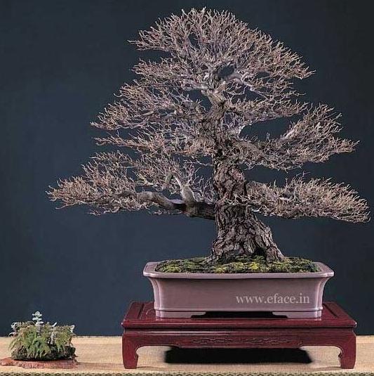 http://thanhlinh.net/sites/default/files/Images/SuuTam/HinhDep/10-bonsai-tree.jpg