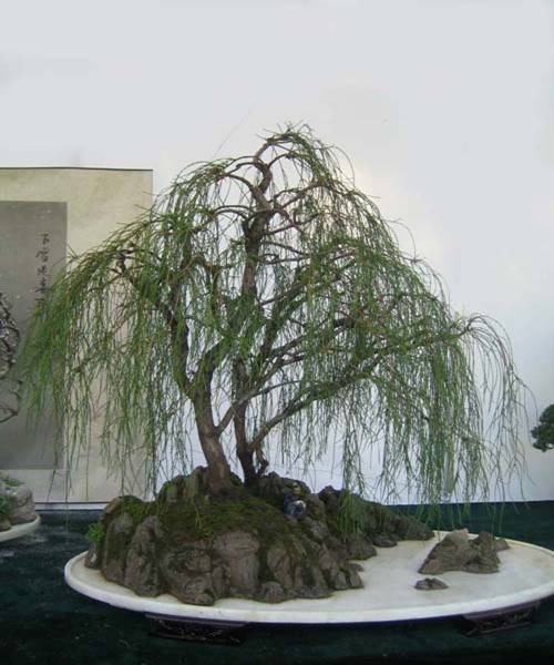 http://enka2.netorage.com:9711/harddisk/user/lyk36/phoflower03/b16.jpg