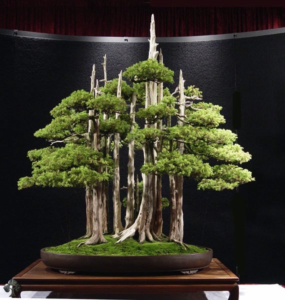 http://thanhlinh.net/sites/default/files/Images/SuuTam/HinhDep/12-bonsai-tree_0.jpg