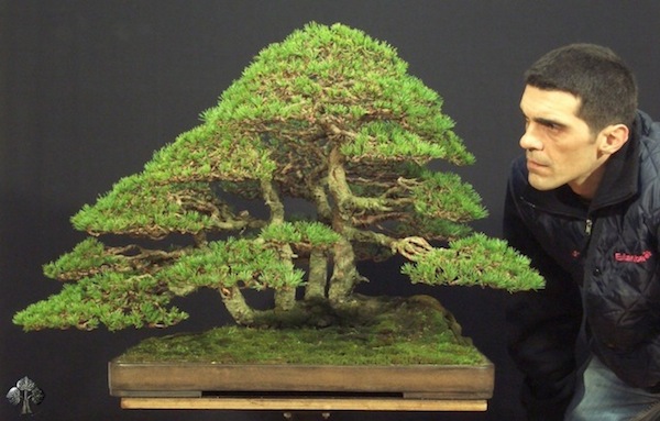 http://thanhlinh.net/sites/default/files/Images/SuuTam/HinhDep/14-bonsai-tree.jpg