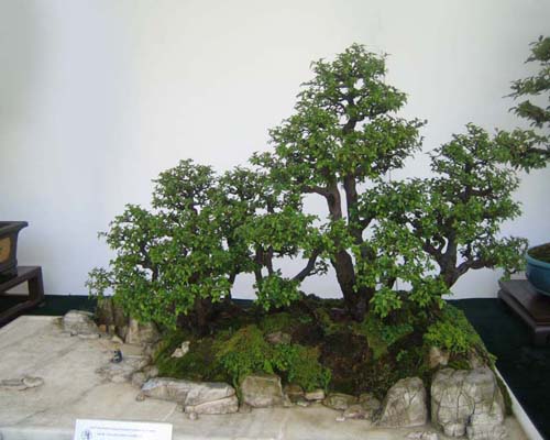 http://enka2.netorage.com:9711/harddisk/user/lyk36/phoflower03/b11.jpg