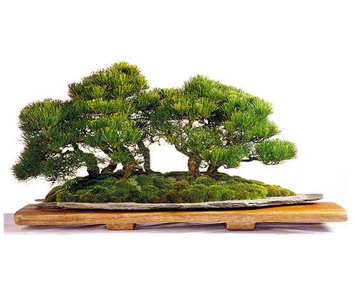 http://enka2.netorage.com:9711/harddisk/user/lyk36/phoflowersu/22.jpg