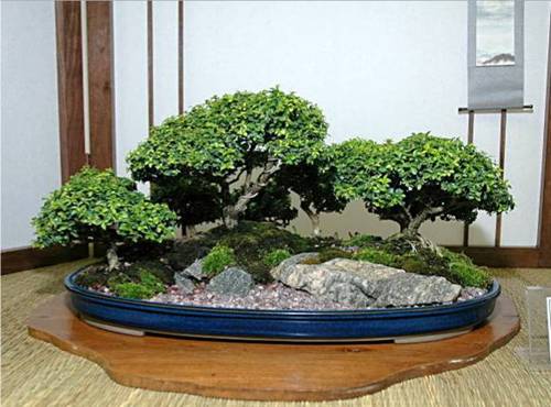 http://enka2.netorage.com:9711/harddisk/user/lyk36/phoflower03/z99-10.jpg