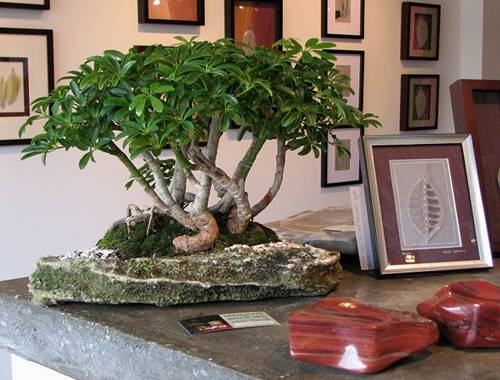 http://enka2.netorage.com:9711/harddisk/user/lyk36/phoflower03/z99-11.jpg