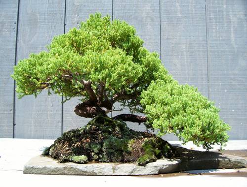 http://enka2.netorage.com:9711/harddisk/user/lyk36/phoflower03/z99-15.jpg