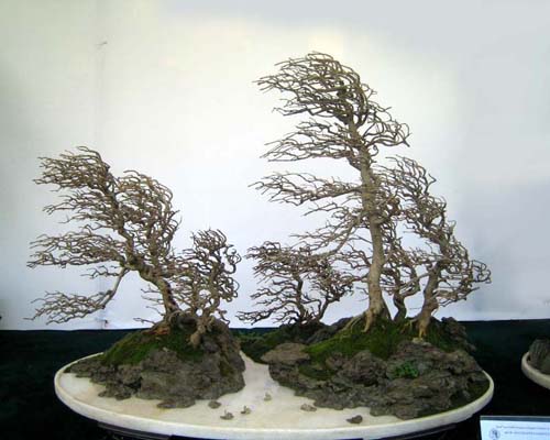 http://enka2.netorage.com:9711/harddisk/user/lyk36/phoflower03/b12.jpg