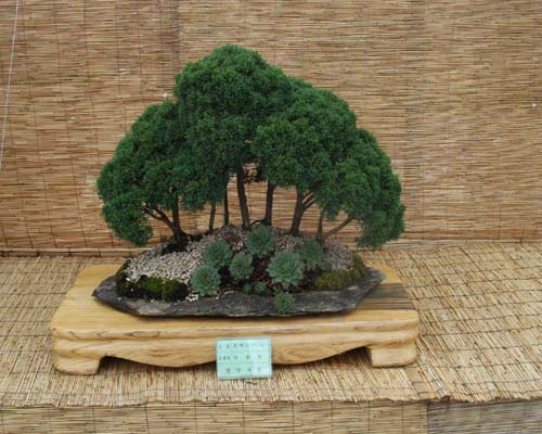 http://enka2.netorage.com:9711/harddisk/user/lyk36/phoflower03/b18.jpg