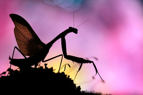 http://tinmung.net/CuocSongMuonMau/2012/01/_Images/Lung-linh-the-gioi-con-trung/image092.jpg