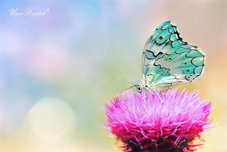 http://thanhlinh.net/sites/default/files/Images/SuuTam/HinhDep/10_4.jpg